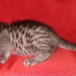 Egyptian Mau, silver, Male, DOB 3-3-20