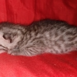 Egyptian Mau, silver, Male, DOB 3-3-20