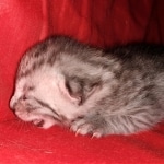 Egyptian Mau, silver, Male, DOB 3-3-20