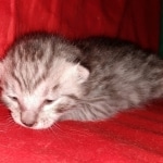 Egyptian Mau, silver, Male, DOB 3-3-20