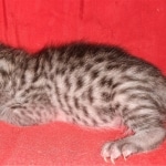 Egyptian Mau, silver, Male, DOB 3-3-20
