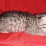 Egyptian Mau, silver, Male, DOB 3-3-20