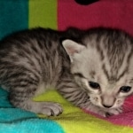 Stitch, Egyptian Mau, silver, Male, DOB 3-3-20