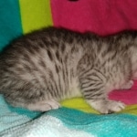 Stitch, Egyptian Mau, silver, Male, DOB 3-3-20