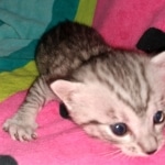 Stitch, Egyptian Mau, silver, Male, DOB 3-3-20