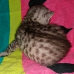 Stitch, Egyptian Mau, silver, Male, DOB 3-3-20