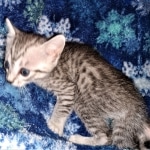 Stitch, Egyptian Mau, silver, Male, DOB 3-3-20