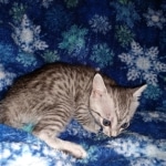 Stitch, Egyptian Mau, silver, Male, DOB 3-3-20