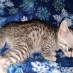 Stitch, Egyptian Mau, silver, Male, DOB 3-3-20