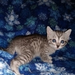Stitch, Egyptian Mau, silver, Male, DOB 3-3-20