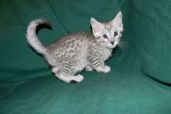 Tigger Egyptian Mau Silver Male #1 DOB 3-8-15