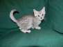 Tigger Egyptian Mau Silver Male #1 DOB 3-8-15