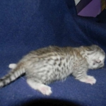 Egyptian Mau, silver Male, DOB 3-8-15