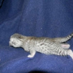 Egyptian Mau, silver Male, DOB 3-8-15