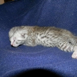 Egyptian Mau, silver Male, DOB 3-8-15