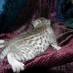 Egyptian Mau, Silver Male DOB 3-8-15