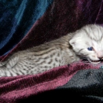 Egyptian Mau, Silver Male DOB 3-8-15