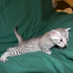 Egyptian Mau, Silver Male DOB 3-8-15