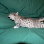 Egyptian Mau, Silver Male DOB 3-8-15