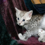 Egyptian Mau, Silver Male DOB 3-8-15