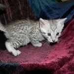 Egyptian Mau, Silver Male DOB 3-8-15