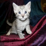 Egyptian Mau, Silver Male DOB 3-8-15