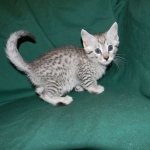 Egyptian Mau, Silver Male DOB 3-8-15