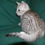 Egyptian Mau, Silver Male DOB 3-8-15