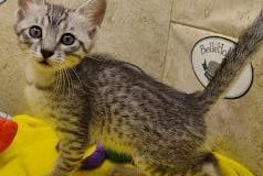 Egyptian Mau Silver Male #1 DOB 4-28-23
