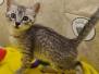 Egyptian Mau Silver Male #1 DOB 4-28-23