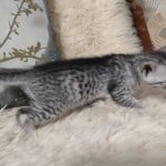 Egyptian-Mau-kitten