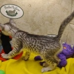 Egyptian-Mau-kittens
