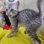 Egyptian-Mau-male-boy