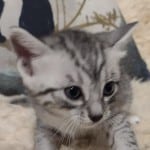 Egyptian-Mau-silver-male