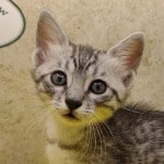 Mau-Boy