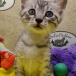 Mau-for-Mike