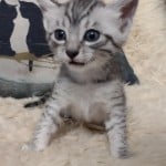 Mau-kitten