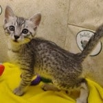 Mau-kittens