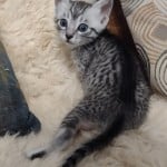 mau-kitten-a