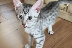 Louie, Egyptian Mau Silver Male 1 DOB 4-3-19