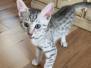 Louie, Egyptian Mau Silver Male 1 DOB 4-3-19