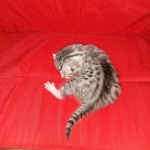 Mau, silver , Male, DOB 4-3-19