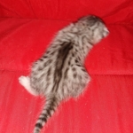 Mau, silver , Male, DOB 4-3-19