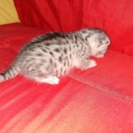 Mau, silver , Male, DOB 4-3-19