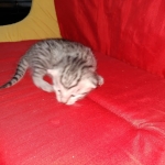 Mau, silver , Male, DOB 4-3-19