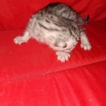 Mau, silver , Male, DOB 4-3-19