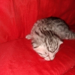 Mau, silver , Male, DOB 4-3-19