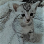 Mau, silver , Male, DOB 4-3-19