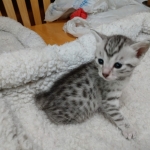 Mau, silver , Male, DOB 4-3-19