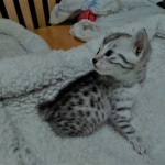 Mau, silver , Male, DOB 4-3-19